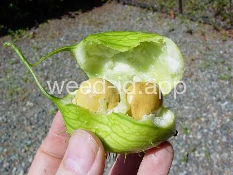 wild cucumber, western